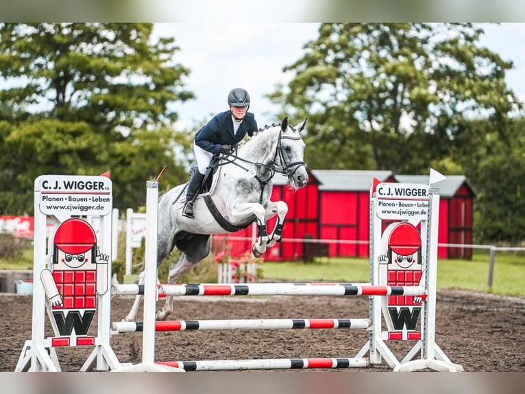 Anglo-Araber Hengst Schecke in Bad Oldesloe