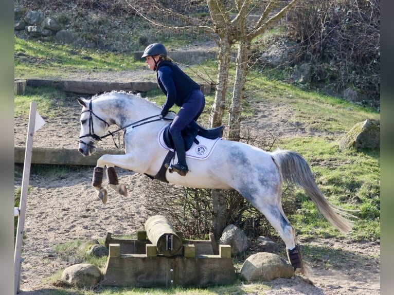 Anglo-Araber Hengst Schecke in Bad Oldesloe