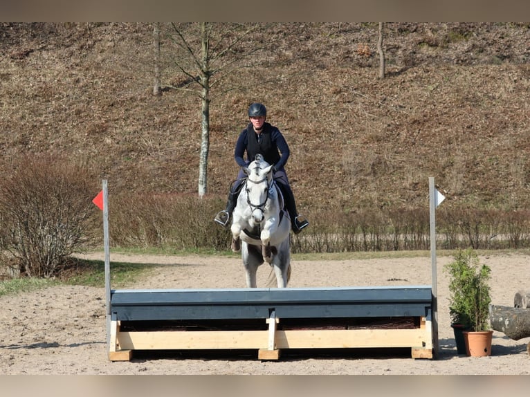 Anglo-Araber Hengst Schecke in Bad Oldesloe