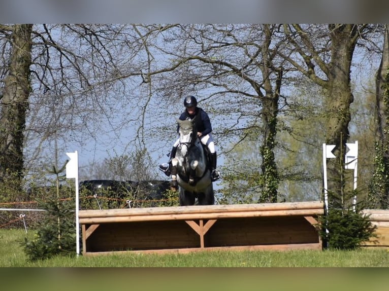 Anglo-Araber Hengst Schecke in Bad Oldesloe