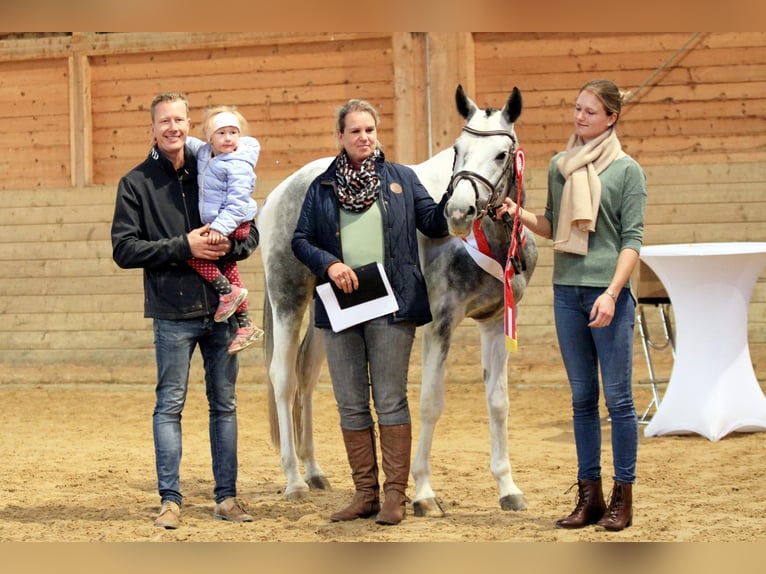 Anglo-Araber Hengst Schecke in Bad Oldesloe