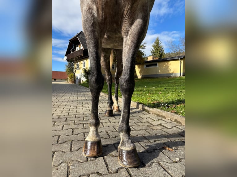 Anglo-Araber Stute 10 Jahre 157 cm  in Grafenstein