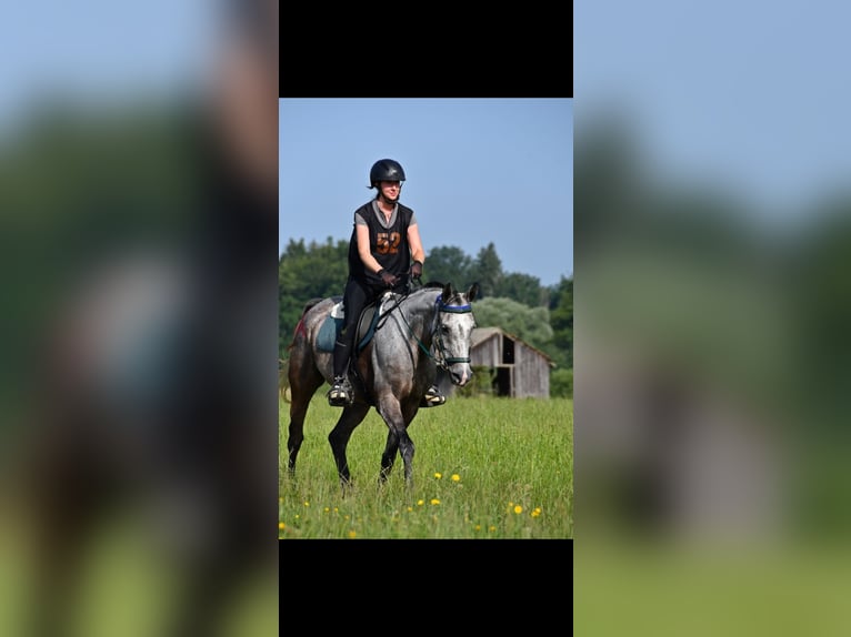 Anglo-Araber Stute 10 Jahre 157 cm  in Grafenstein