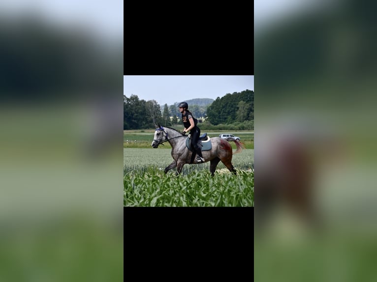 Anglo-Araber Stute 10 Jahre 157 cm  in Grafenstein