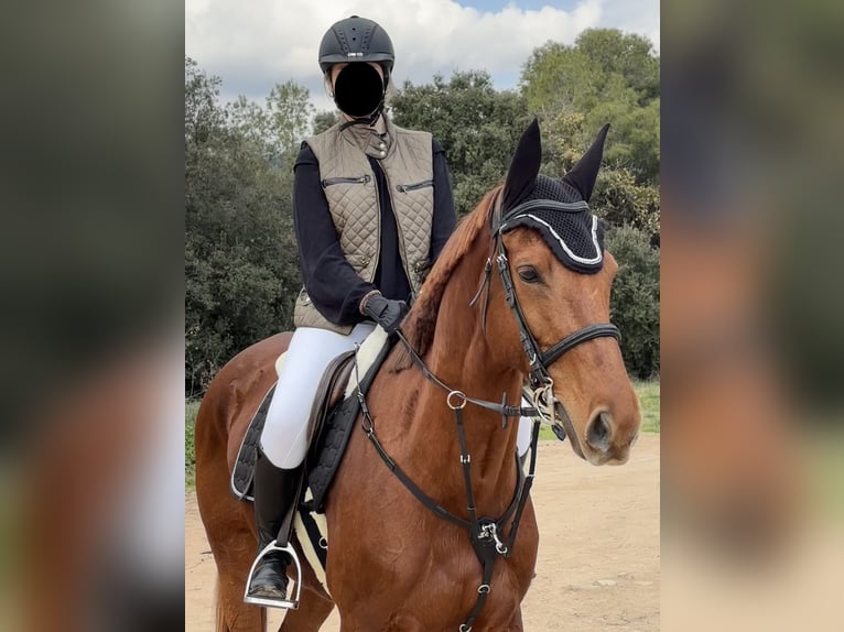 Anglo-Araber Stute 10 Jahre 160 cm Fuchs in Sentmenat