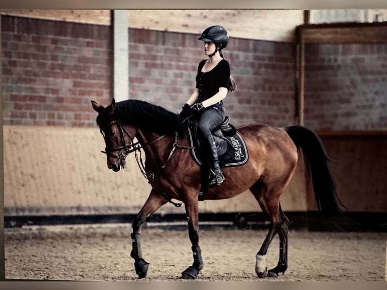 Anglo-Araber Stute 11 Jahre 158 cm Brauner in Wendlingen am Neckar