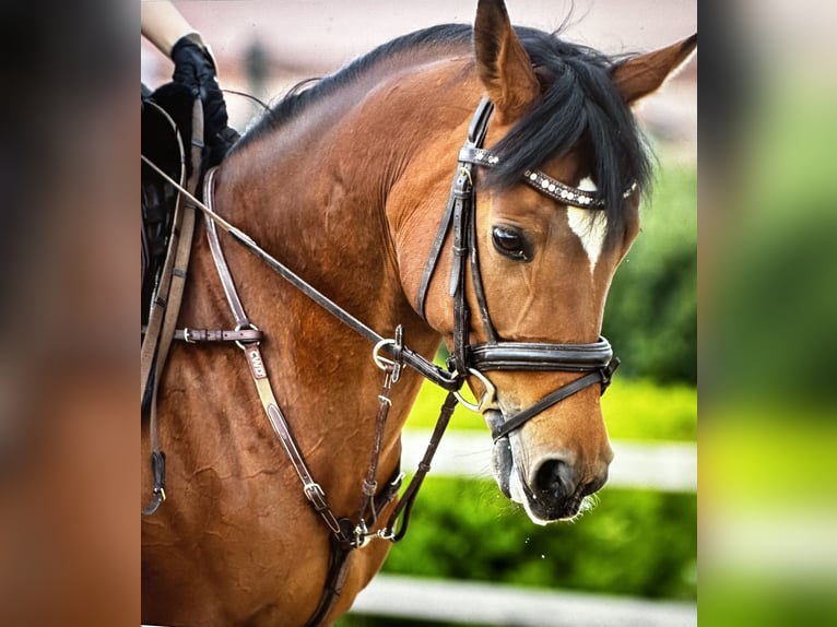 Anglo-Araber Stute 11 Jahre 158 cm Brauner in Wendlingen am Neckar