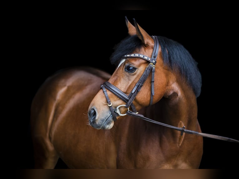 Anglo-Araber Stute 11 Jahre 158 cm Brauner in Wendlingen am Neckar