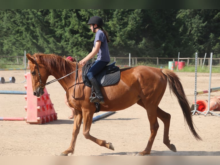 Anglo-Araber Stute 11 Jahre 160 cm Fuchs in st genes champespe