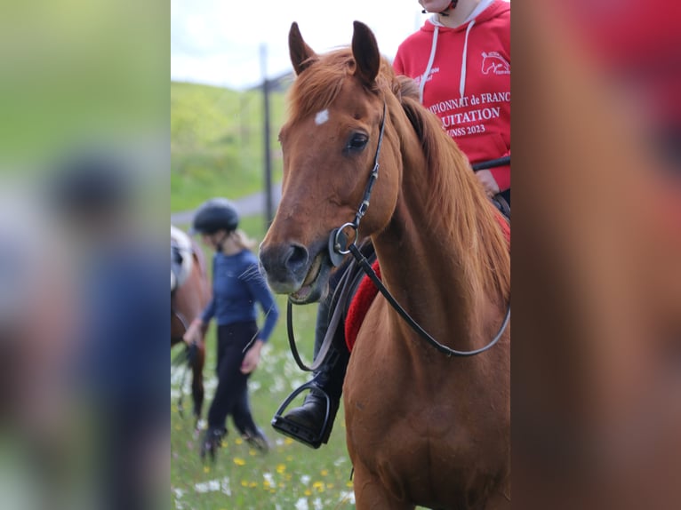 Anglo-Araber Stute 11 Jahre 160 cm Fuchs in st genes champespe