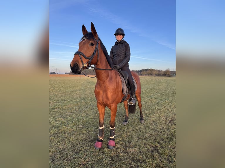 Anglo-Araber Stute 11 Jahre 163 cm Brauner in Ansbach
