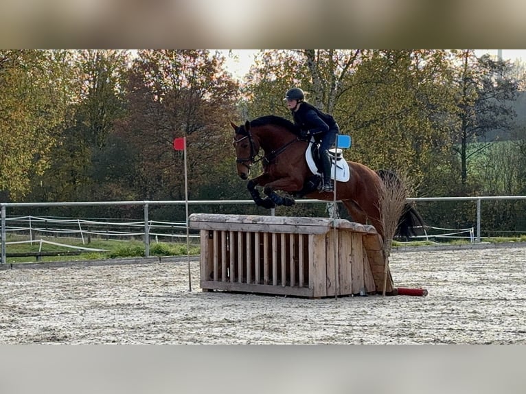 Anglo-Araber Stute 11 Jahre 163 cm Brauner in Ansbach