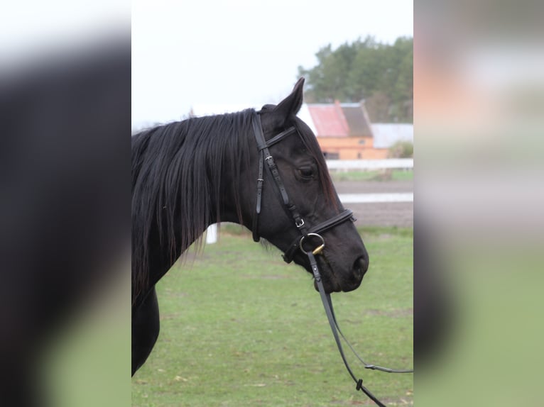 Anglo-Araber Stute 11 Jahre 164 cm Rappe in Santok