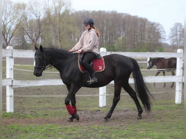 Anglo-Araber Stute 11 Jahre 164 cm Rappe in Santok