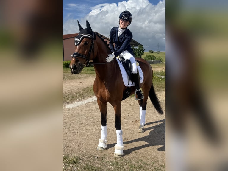 Anglo-Araber Mix Stute 12 Jahre 158 cm Brauner in Rivas-Vaciamadrid