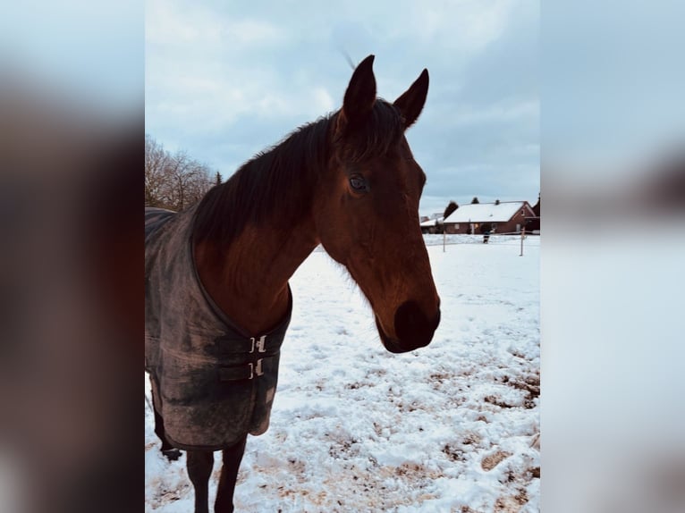 Anglo-Araber Stute 12 Jahre 160 cm Brauner in Landesbergen