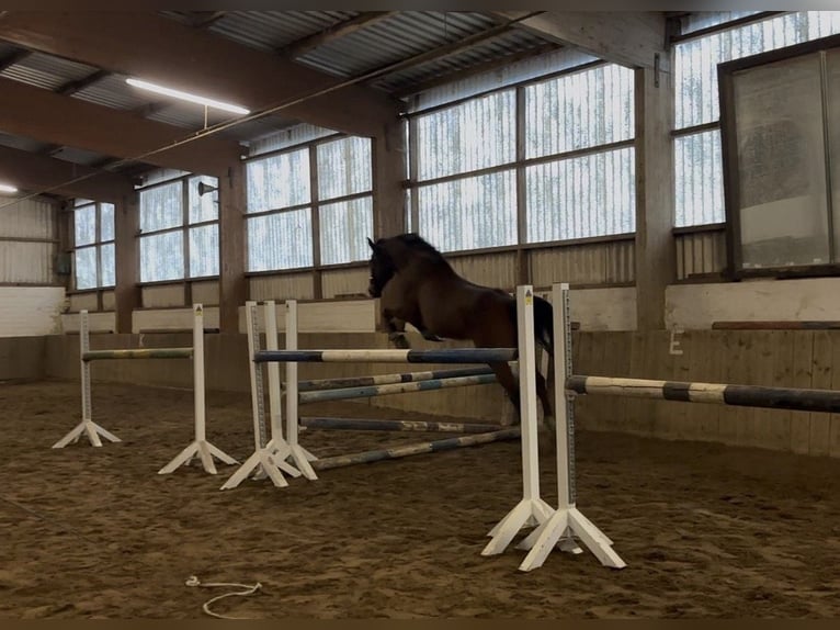 Anglo-Araber Stute 12 Jahre 160 cm Brauner in Landesbergen