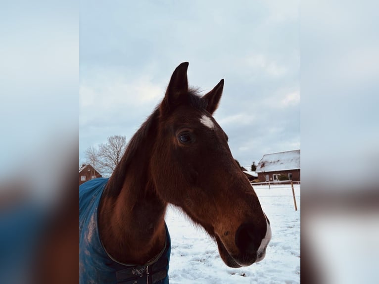 Anglo-Araber Stute 12 Jahre 160 cm Brauner in Landesbergen