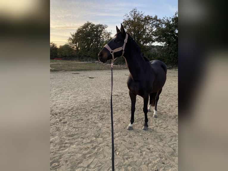 Anglo-Araber Stute 14 Jahre 163 cm Brauner in Prades