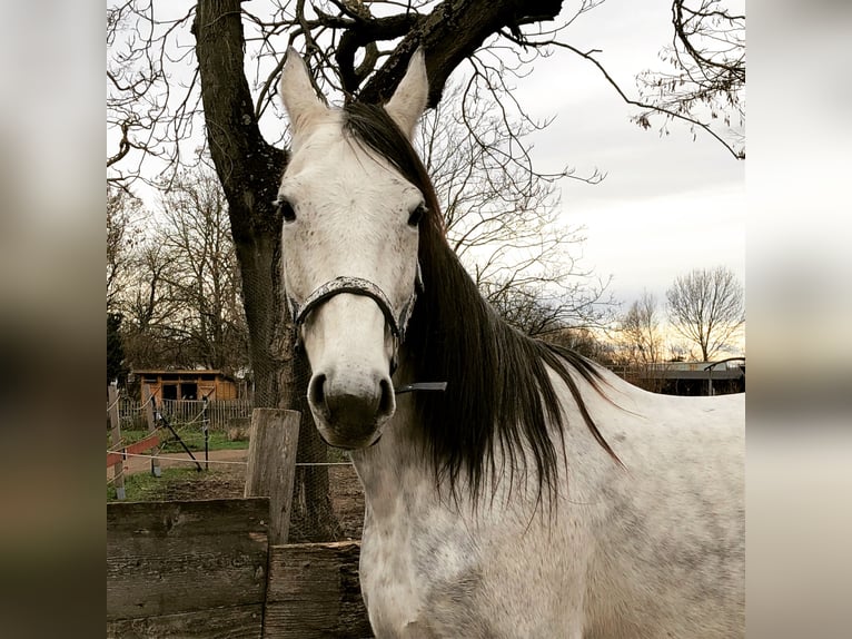 Anglo-Araber Stute 17 Jahre 158 cm Schimmel in Oberkreuzstetten