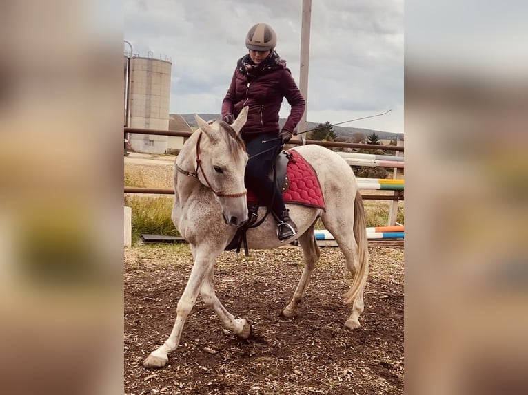 Anglo-Araber Stute 17 Jahre 158 cm Schimmel in Oberkreuzstetten
