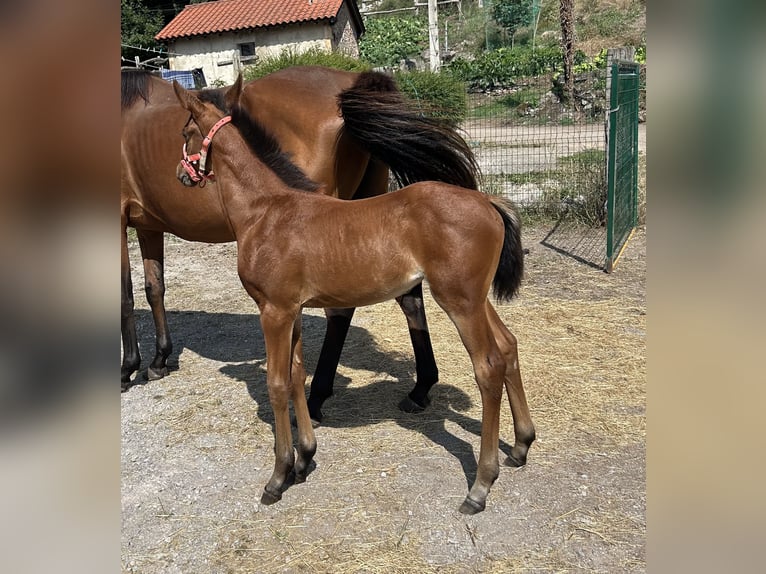 Anglo-Araber Stute 1 Jahr Brauner in Ladines (Oviedo)