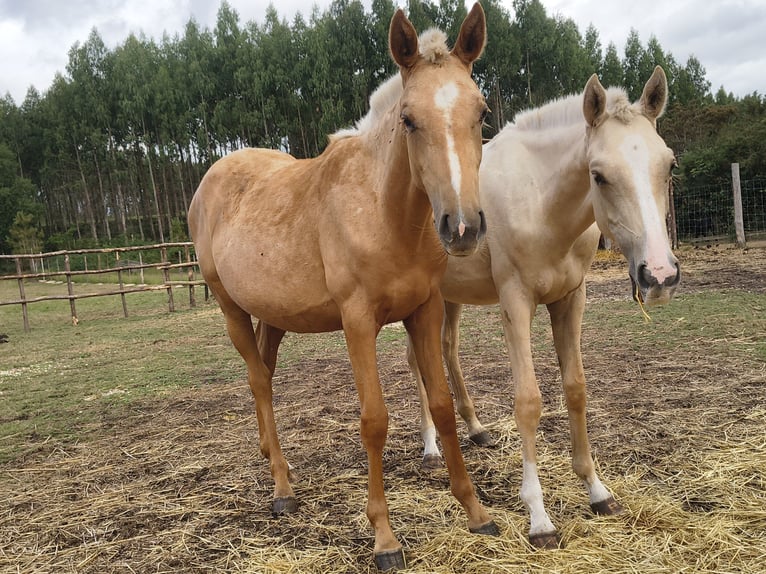 Anglo-Araber Stute 1 Jahr Palomino in Belesar (San Martiño) (Vilalba)