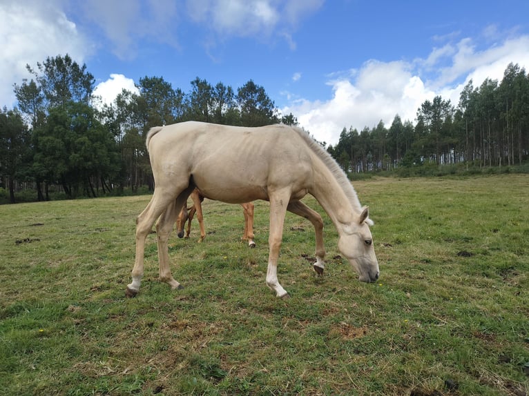 Anglo-Araber Stute 1 Jahr Palomino in Belesar (San Martiño) (Vilalba)