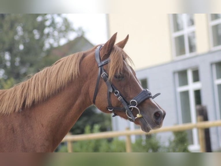 Anglo-Araber Mix Stute 24 Jahre 138 cm Fuchs in Düsseldorf Hamm