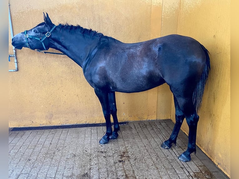 Anglo-Araber Stute 4 Jahre 156 cm Schimmel in medina sidonia