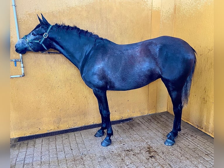 Anglo-Araber Stute 4 Jahre 156 cm Schimmel in medina sidonia