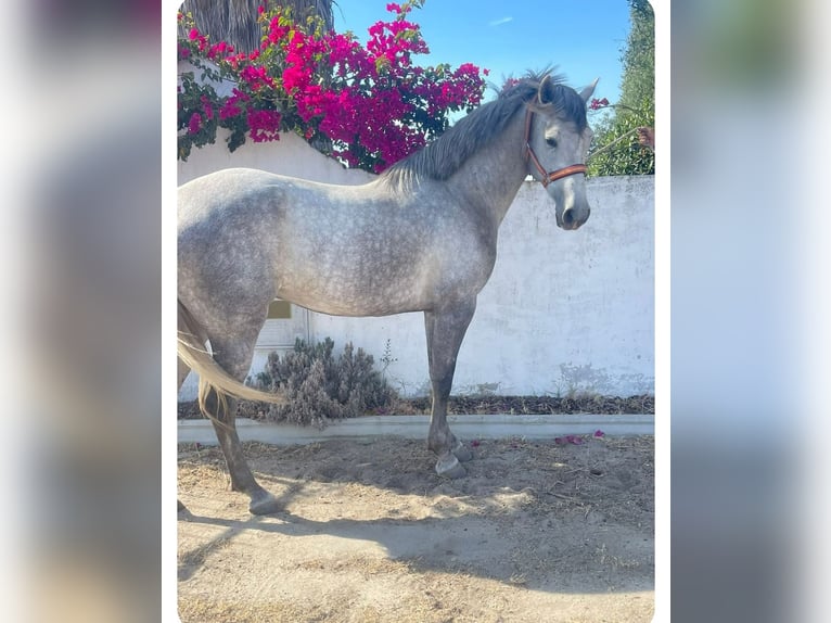 Anglo-Araber Mix Stute 5 Jahre 163 cm Schimmel in Chiclana De La Frontera