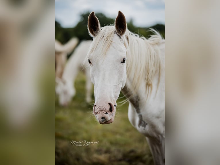Anglo-Araber Stute 6 Jahre 151 cm White in Beaumont-Pied-de-Buf