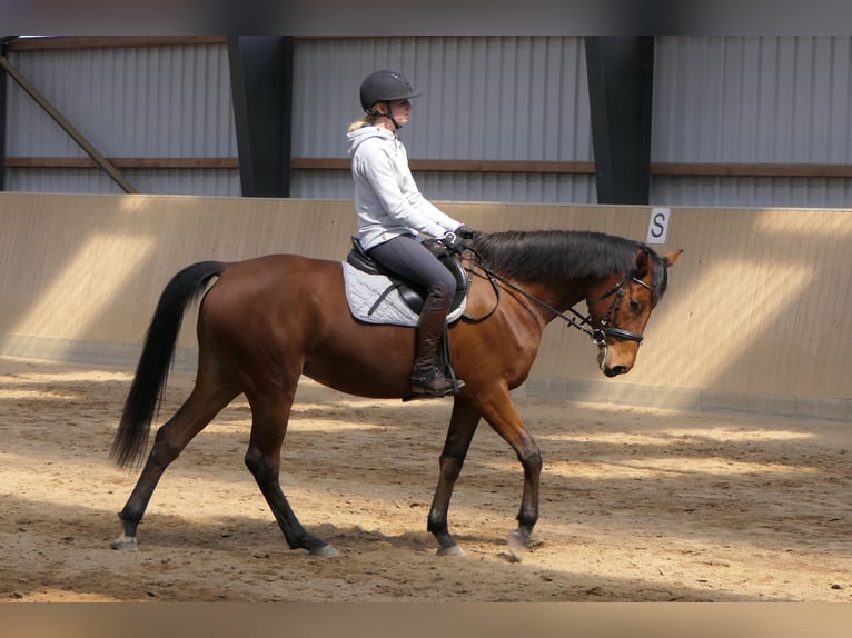 Anglo-Araber Stute 7 Jahre 162 cm Brauner in Osdorf