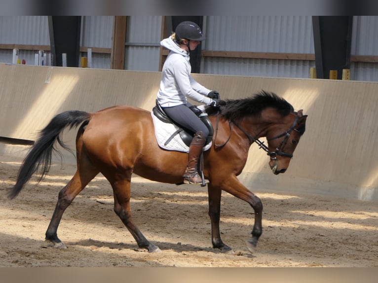 Anglo-Araber Stute 7 Jahre 162 cm Brauner in Osdorf