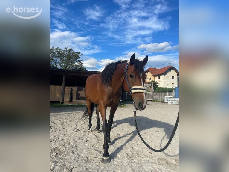 Anglo-Araber Mix Stute 8 Jahre 147 cm Brauner in Pogöriach