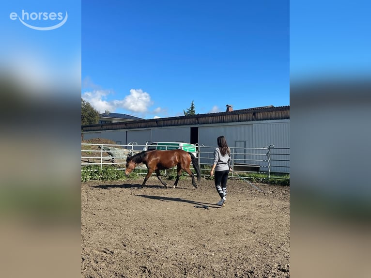 Anglo-Araber Mix Stute 8 Jahre 147 cm Brauner in Pogöriach