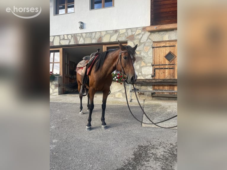 Anglo-Araber Mix Stute 8 Jahre 147 cm Brauner in Pogöriach
