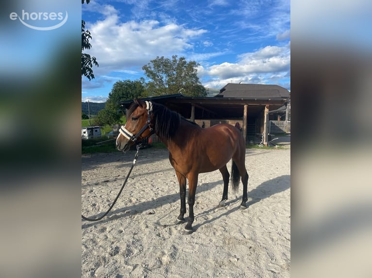 Anglo-Araber Mix Stute 8 Jahre 147 cm Brauner in Pogöriach