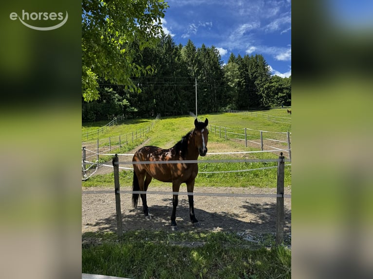Anglo-Araber Mix Stute 8 Jahre 147 cm Brauner in Pogöriach