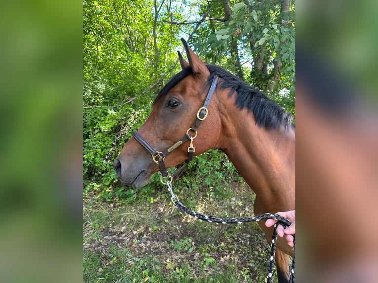 Anglo-Araber Stute 8 Jahre 151 cm Brauner in Wermsdorf