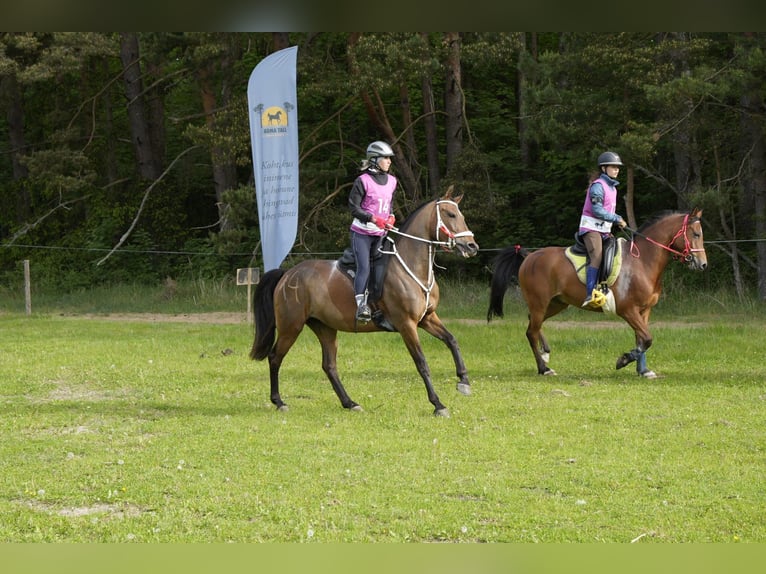 Anglo-Araber Stute 9 Jahre 160 cm Brauner in Alliklepa