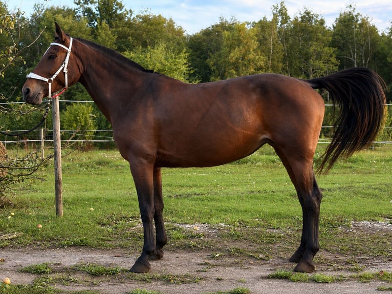 Anglo-Araber Stute 9 Jahre 160 cm Brauner in Alliklepa