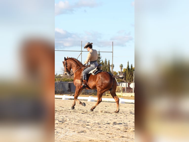 Anglo-Araber Wallach 10 Jahre 164 cm Brauner in Galaroza (Huelva)