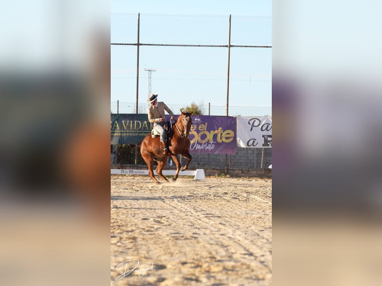 Anglo-Araber Wallach 10 Jahre 164 cm Brauner in Galaroza (Huelva)