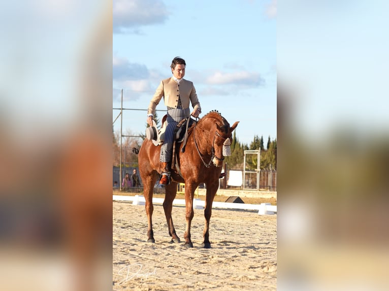 Anglo-Araber Wallach 10 Jahre 164 cm Brauner in Galaroza (Huelva)
