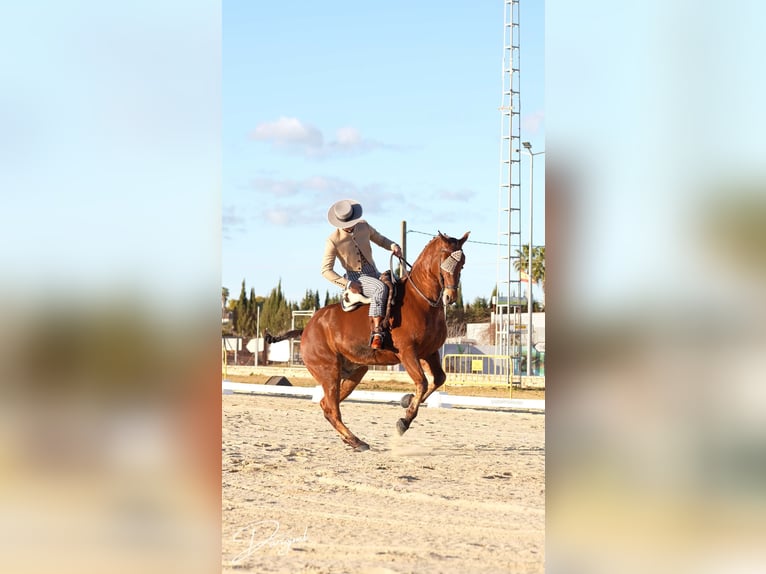 Anglo-Araber Wallach 10 Jahre 164 cm Brauner in Galaroza (Huelva)