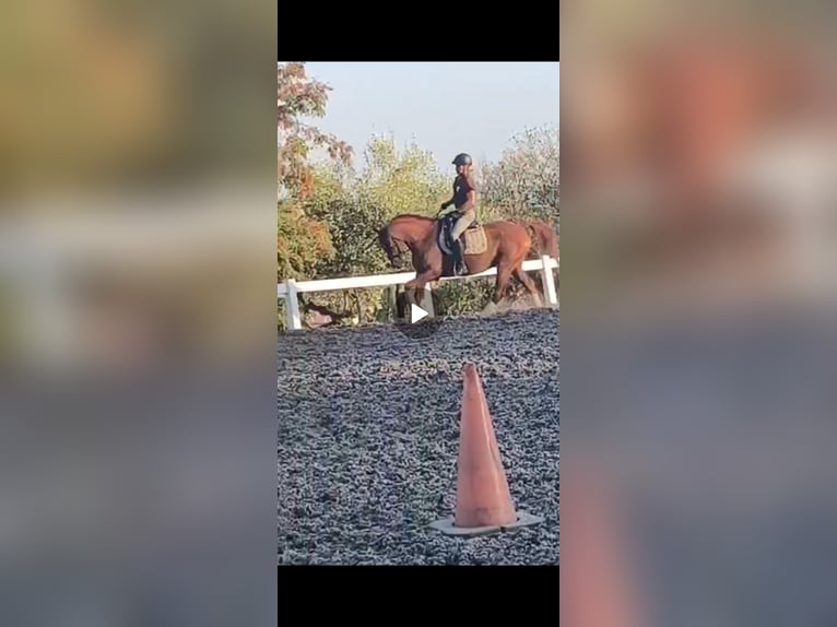 Anglo-Araber Wallach 10 Jahre 165 cm Rotfuchs in Canoves