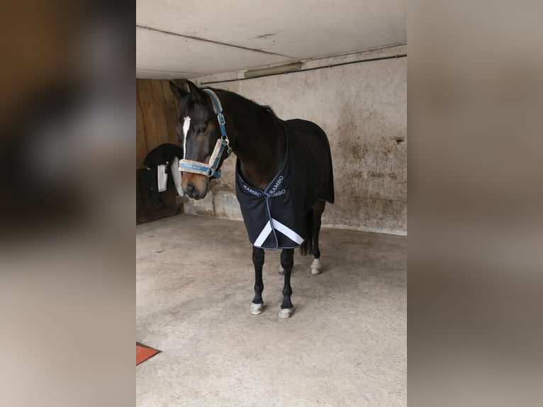 Anglo-Araber Wallach 10 Jahre 172 cm Dunkelbrauner in Biskupiec