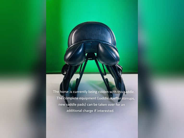 Anglo-Araber Wallach 10 Jahre 172 cm Dunkelbrauner in Biskupiec